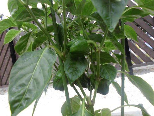 pepper.JPG